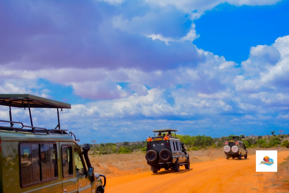 Safari Tours